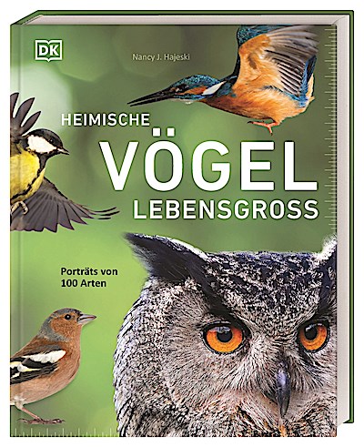Heimische Vögel lebensgroß